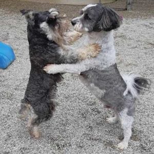 About Woof! Pet Resort | Doggie Daycare, Dog Boarding, Grooming & More